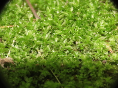 Bryopsida