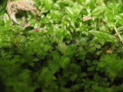 Bryopsida