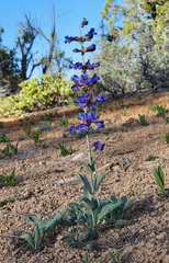Penstemon pachyphyllus congestus