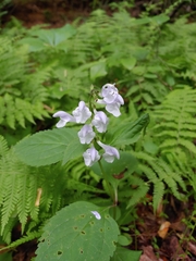 Scutellaria serrata