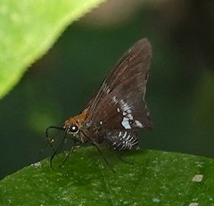 Epargyreus cruza
