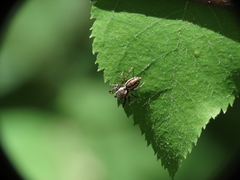 Pelegrina proterva