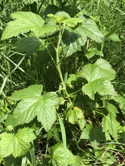 Ribes hudsonianum
