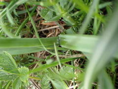 Narcissus moleroi