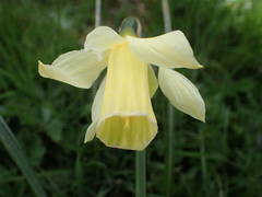 Narcissus moleroi