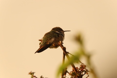 Selasphorus flammula