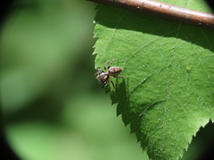 Pelegrina proterva