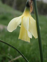 Narcissus moleroi
