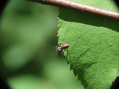 Pelegrina proterva