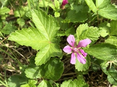 Rubus arcticus acaulis