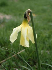 Narcissus moleroi