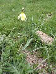 Narcissus moleroi