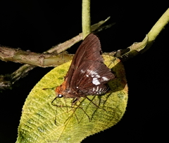 Epargyreus cruza