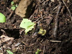 Bombus impatiens