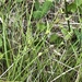 Carex leptalea leptalea - Photo (c) Jason Grant, algunos derechos reservados (CC BY), subido por Jason Grant