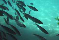 Decapterus punctatus