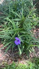 Ruellia simplex