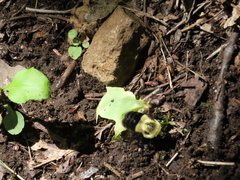 Bombus impatiens