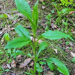 Solidago