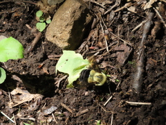 Bombus impatiens