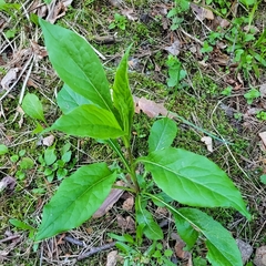Solidago