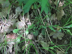Angiospermae