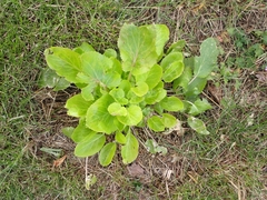 Eryngium planum