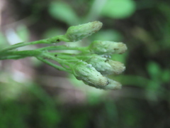 Angiospermae