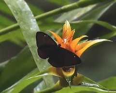 Eurybia molochina