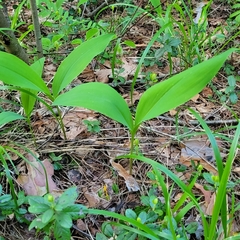 Convallaria majalis