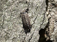 Porcellio spinicornis