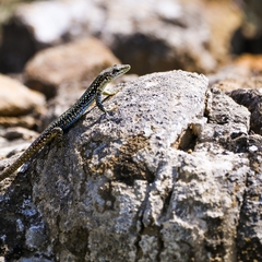 Darevskia portschinskii