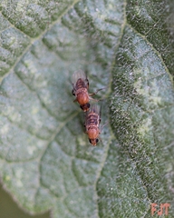 Metopininae