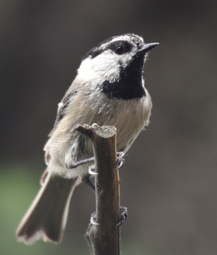 Mountain Chickadee