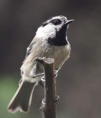 Mountain Chickadee photo 6