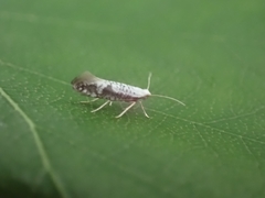 Argyresthia retinella