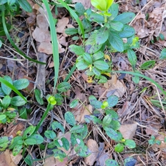 Vaccinium vitis-idaea