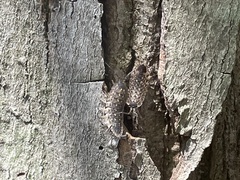 Porcellio spinicornis