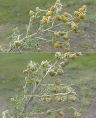 Artemisia macrocephala