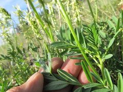 Astragalus williamsii