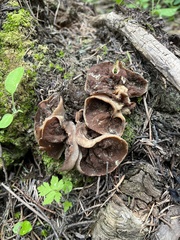 Gyromitra perlata