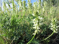 Astragalus williamsii