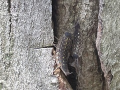Porcellio spinicornis