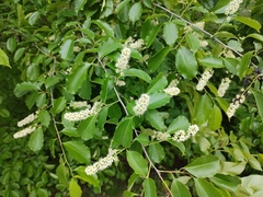 Prunus serotina