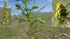 Artemisia palustris