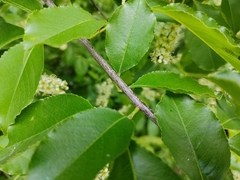 Prunus serotina