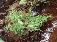 Ceratopteris pteridoides