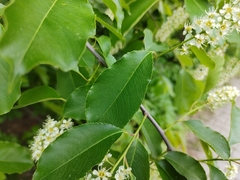 Prunus serotina