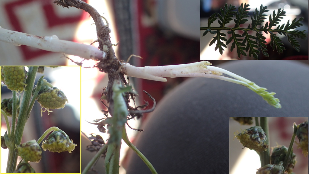 Artemisia phaeolepis