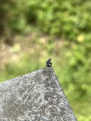 Lycorma delicatula